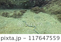 海蛇捉迷藏 117647559