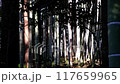 The sunlight shone into the dark bamboo grove. 117659965