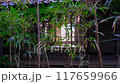 An old Japanese house with a Japanese-style room seen from the bamboo grove 117659966
