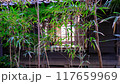An old Japanese house with a Japanese-style room seen from the bamboo grove 117659969