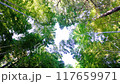 A traditional Japanese landscape with fresh green bamboo 117659971