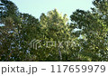 A traditional Japanese landscape with fresh green bamboo 117659979
