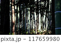 A traditional Japanese landscape with fresh green bamboo 117659980