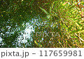 A traditional Japanese landscape with fresh green bamboo 117659981