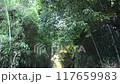 A traditional Japanese landscape with fresh green bamboo 117659983