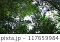 A traditional Japanese landscape with fresh green bamboo 117659984