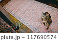 brown tabby cat jumping on kitchen counter 117690574
