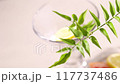 Leaf of a potted plant, lemon and grapefruit in a glass vase with sunlight shining in. 117737486