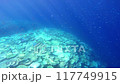 Coral bleaching in Okinawa 117749915