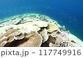 Coral bleaching in Okinawa 117749916