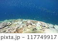 Coral bleaching in Okinawa 117749917