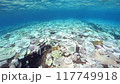 Coral bleaching in Okinawa 117749918