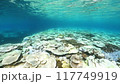 Coral bleaching in Okinawa 117749919