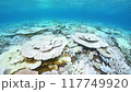 Coral bleaching in Okinawa 117749920