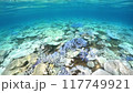 Coral bleaching in Okinawa 117749921