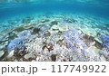Coral bleaching in Okinawa 117749922