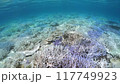 Coral bleaching in Okinawa 117749923