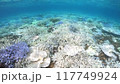 Coral bleaching in Okinawa 117749924