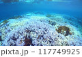Coral bleaching in Okinawa 117749925