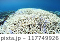 Coral bleaching in Okinawa 117749926