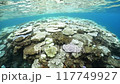Coral bleaching in Okinawa 117749927