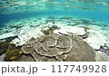 Coral bleaching in Okinawa 117749928
