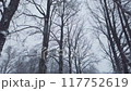 Slow motion snow in a beautiful winter forest, fresh white snow on trees 117752619