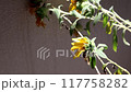 枯萎的花朵（向日葵）在風中搖曳 117758282