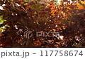 Autumn leaves starting to change color in Tatsumi's garden 117758674