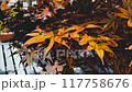 Autumn leaves starting to change color in Tatsumi's garden 117758676