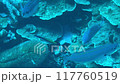 假蝎子魚正在清洗 117760519