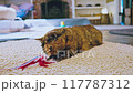 tortoiseshell cat playing with feather toy 117787312