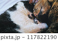 two cats cuddling with each other 117822190