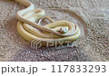 白蛇 117833293
