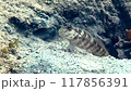 工作中的長尾蝦和油蝦虎魚 117856391