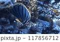 日本蝴蝶魚和白蝴蝶魚的雜交品種。 117856712