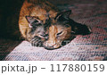 closeup footage of tortoiseshell cat laying and rolling over on floor 117880159