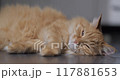 Sleepy ginger cat lies on floor. Cute pet has a rest at home. Close up portrait of fluffy domestic animal. 117881653