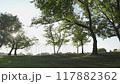 Green trees in an old city park 117882362