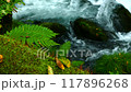 奧入瀨溪流石戶激流中的苔蘚和蕨類植物的特寫 117896268