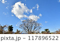 Autumn Breeze Timelapse 117896522