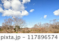 Autumn Breeze Timelapse 117896574