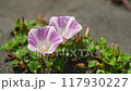 浜辺に咲く風に揺れる浜昼顔 浜辺に咲く風に揺れる浜昼顔 117930227