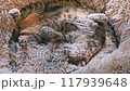 closeup footage of brown tabby cat sleeping with its belly up in round fluffy bed 117939648