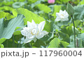 白いハスの花 117960004