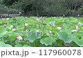 一面に咲くハスの花	 117960078