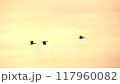 夕焼け空を飛ぶ鳥 117960082