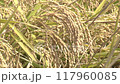 田んぼに実る稲穂 117960085