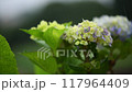 雨に打たれる紫陽花の葉 雨に打たれる紫陽花の葉 117964409