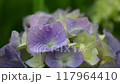 幾つかの雨粒に打たれる紫陽花 幾つかの雨粒に打たれる紫陽花 117964410